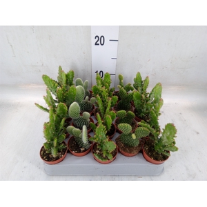 Opuntia