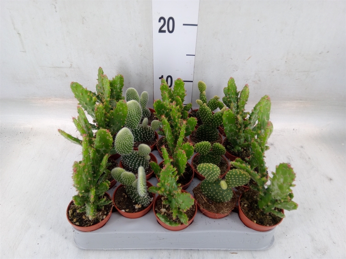 <h4>Opuntia</h4>