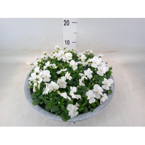 Viola corn. 'Deltini True White'