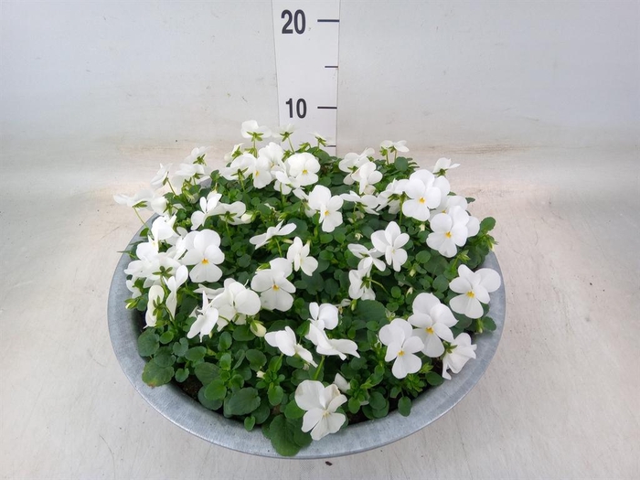 <h4>Viola corn. 'Deltini True White'</h4>