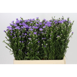 Aster Cassandra