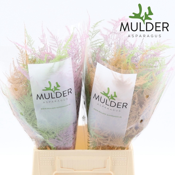 <h4>Asp 1e Klb Pastel Mix</h4>