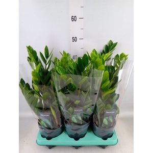 Zamioculcas zamiifolia 'Lima'