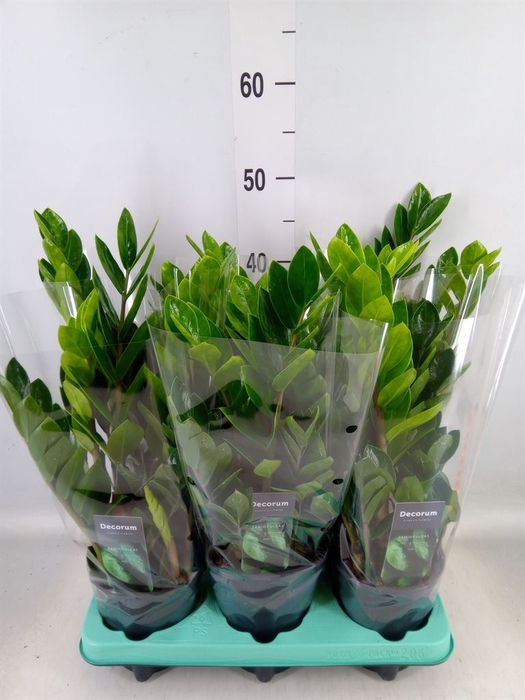 <h4>Zamioculcas zamiifolia 'Lima'</h4>