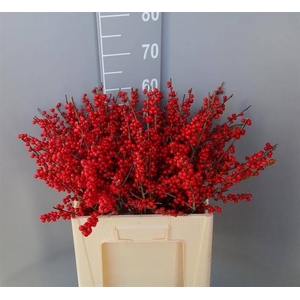 Ilex Vert Berry Red 60cm Dolder Extra