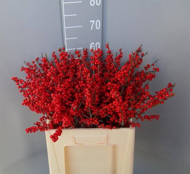 Ilex Vert Berry Red 60cm Dolder Extra