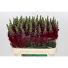 Antirrhinum Maryland Red