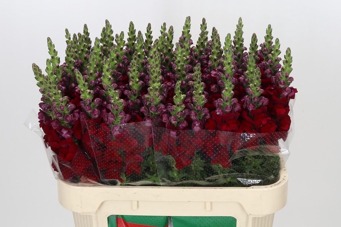 <h4>Antirrhinum Maryland Red</h4>