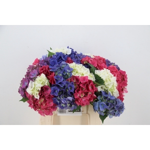 HYDRANGEA MIX