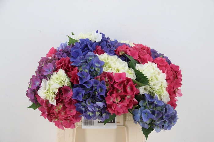 <h4>HYDRANGEA MIX</h4>