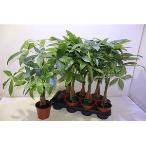 Pachira Aquatica