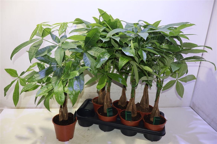 <h4>Pachira Aquatica</h4>