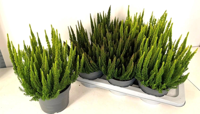 <h4>CALLU SKYLINE GEM</h4>