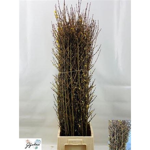 Forsythia I Spectabilis