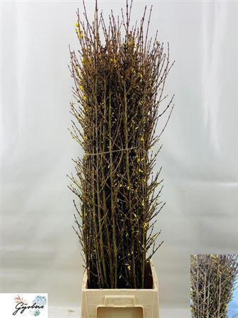 <h4>Forsythia I Spectabilis</h4>