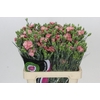 Dianthus Sp Solomio Cas