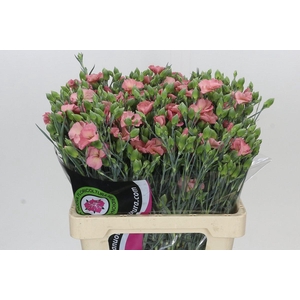 Dianthus Sp Solomio Cas
