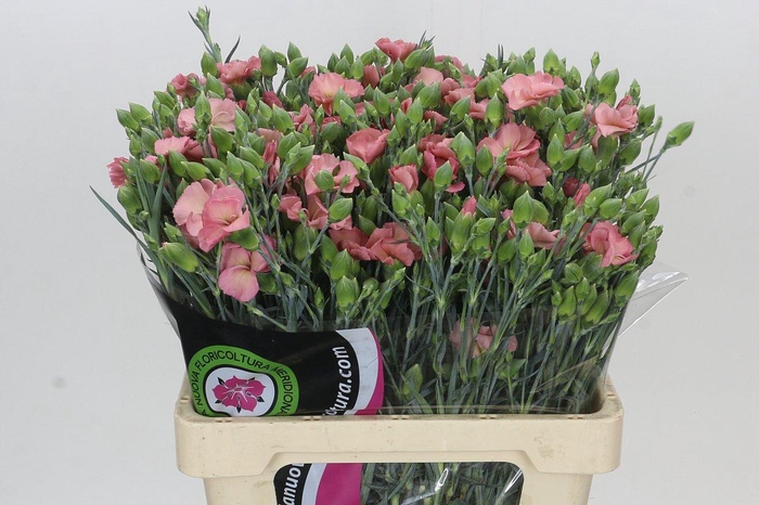 Dianthus Sp Solomio Cas