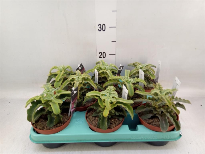 <h4>Kalanchoe NF   ...</h4>