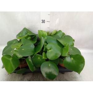 Peperomia polybotrya 'Raindrop'