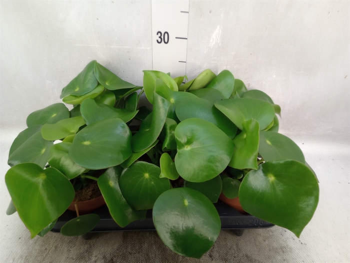 Peperomia polybotrya 'Raindrop'