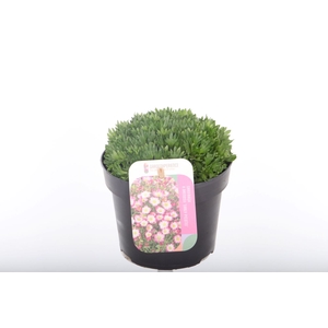 Saxifraga Arendsii Marto Picotee Re