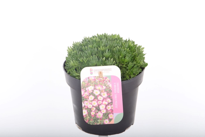 <h4>Saxifraga Arendsii Marto Picotee Re</h4>