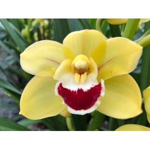 Cymb Mi Golden Boy Leekade X24 20% Extra Packed