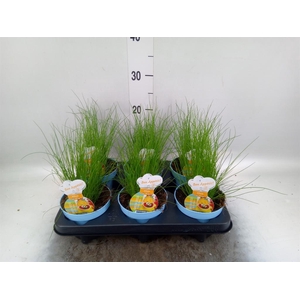 Allium schoenoprasum
