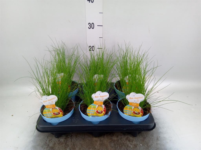 <h4>Allium schoenoprasum</h4>