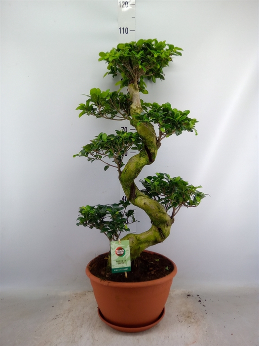 <h4>Ficus microcarpa 'Ginseng'</h4>