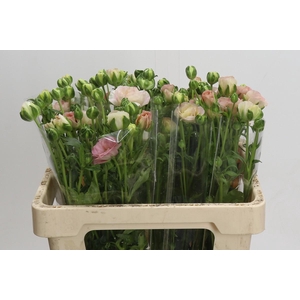 Ranunculus Magical Mascarpone