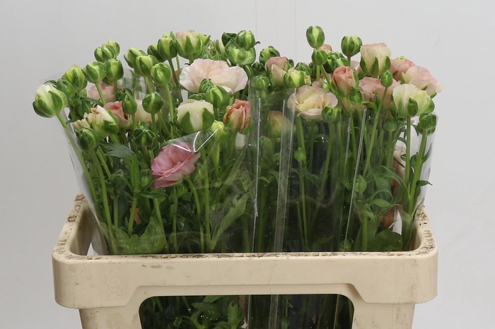 <h4>Ranunculus Magical Mascarpone</h4>