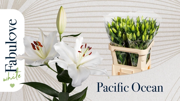 <h4>LI OR PACIFIC OCEAN</h4>