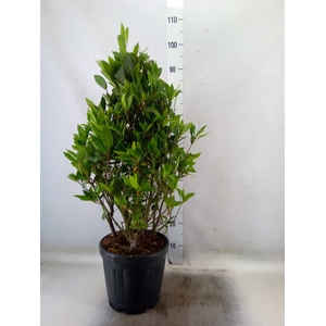 Laurus nobilis