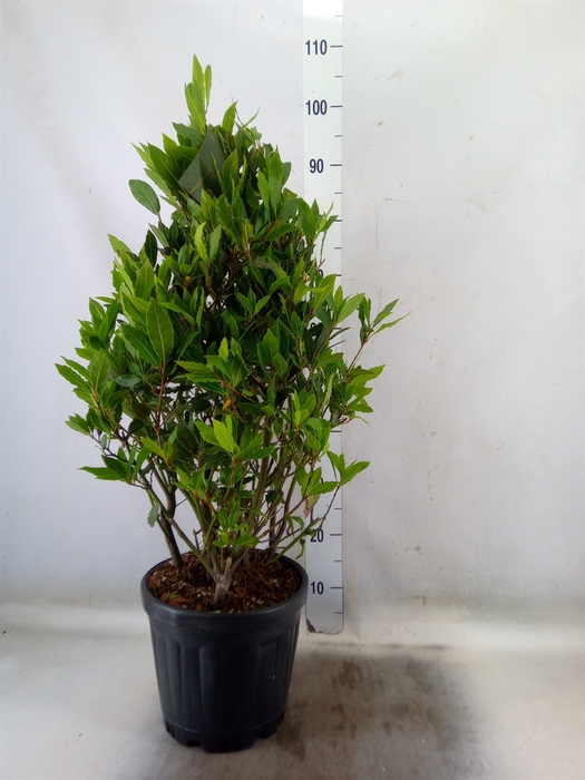 <h4>Laurus nobilis</h4>