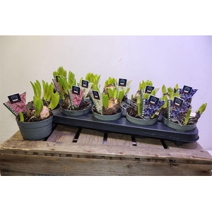 arr8 Hyacin Mult Gem 3 Kl