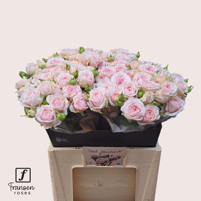 <h4>ROSA TR 'LOVES ME WFATAL ATTRACTIO'</h4>