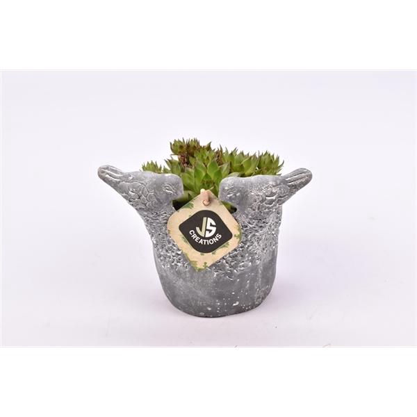 <h4>Arrangementen Sempervivum 6%</h4>