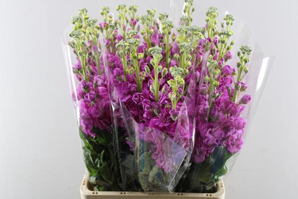 <h4>Matth Iron Deep Pink (d.rose)</h4>