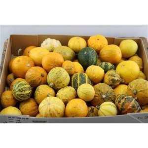CUCURBITA PEPO