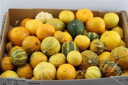 <h4>CUCURBITA PEPO</h4>