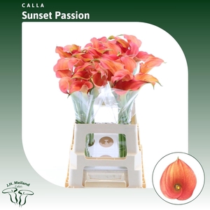 Calla Sunset Passion