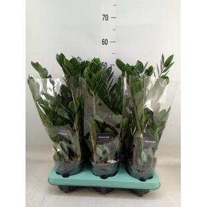 Zamioculcas zamiifolia 'Lima'