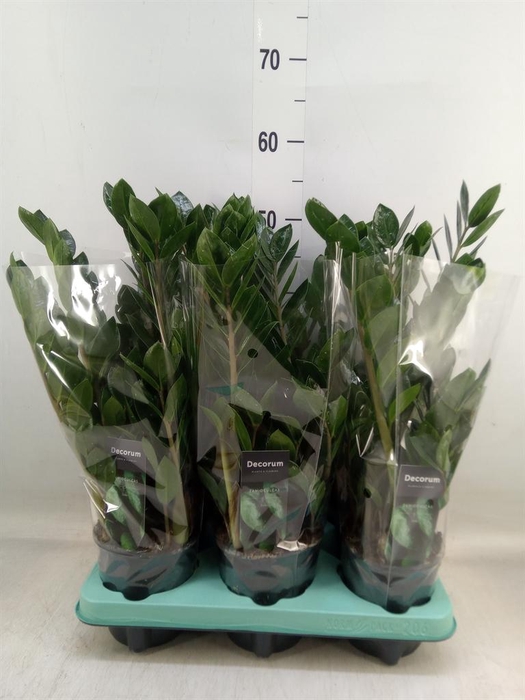 <h4>Zamioculcas zamiifolia 'Lima'</h4>