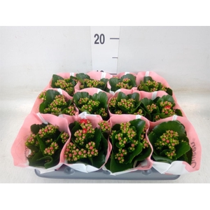 Kalanchoe  'RoseFlow Noelle'
