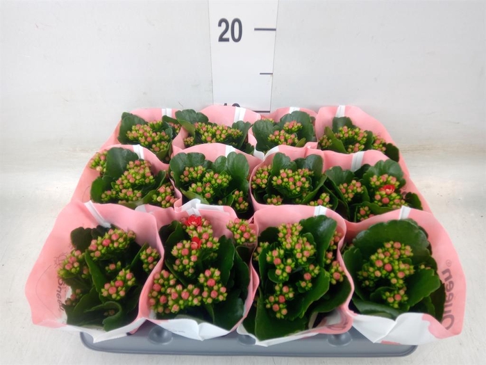 <h4>Kalanchoe  'RoseFlow Noelle'</h4>