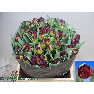TULPEN GEFUELLTBL