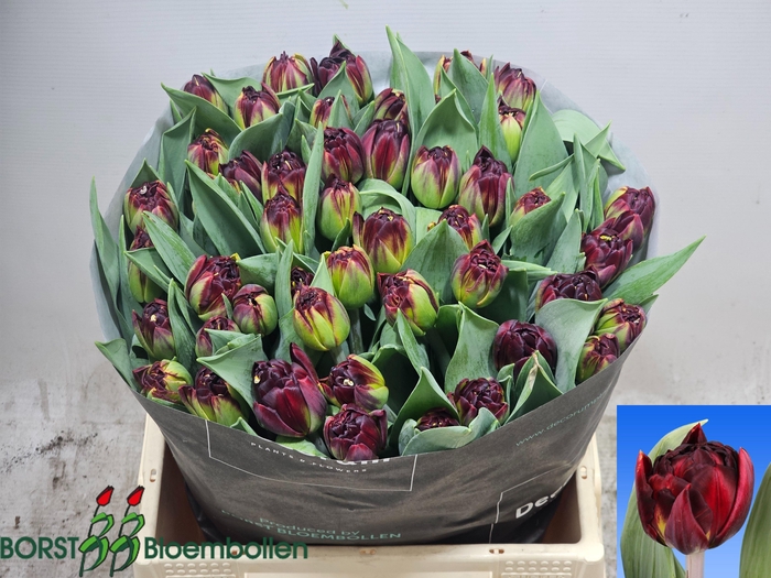<h4>TULPEN GEFUELLTBL</h4>