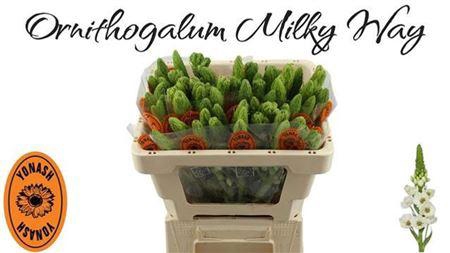 <h4>Ornit Thy Milky Way</h4>